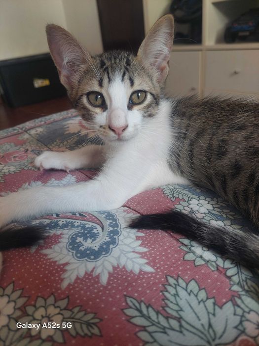 Gatinhos Amorosos