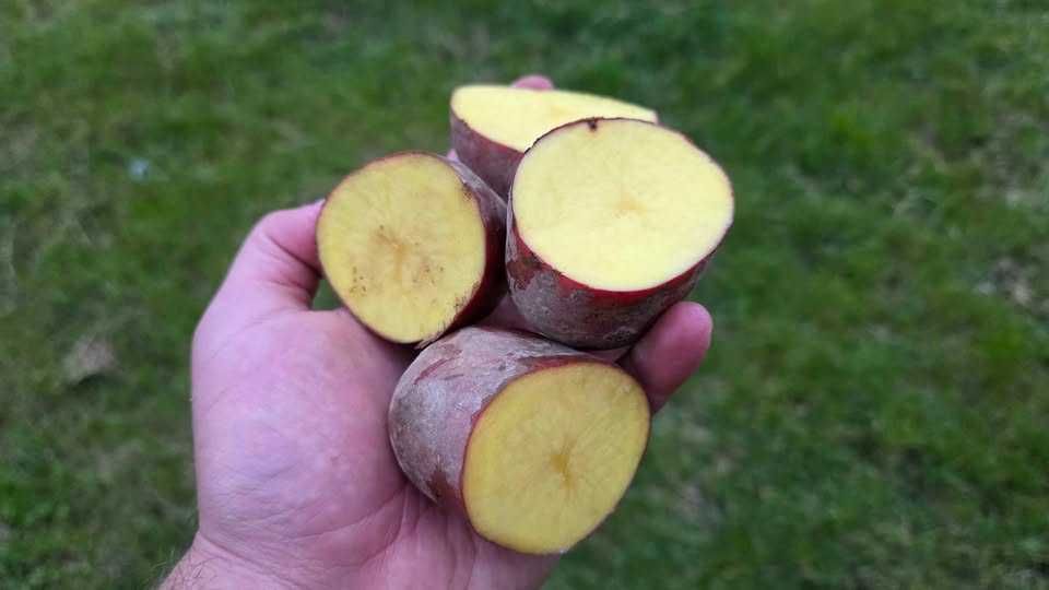 Ziemniaki cała pryzma 4-5 ton może więcej