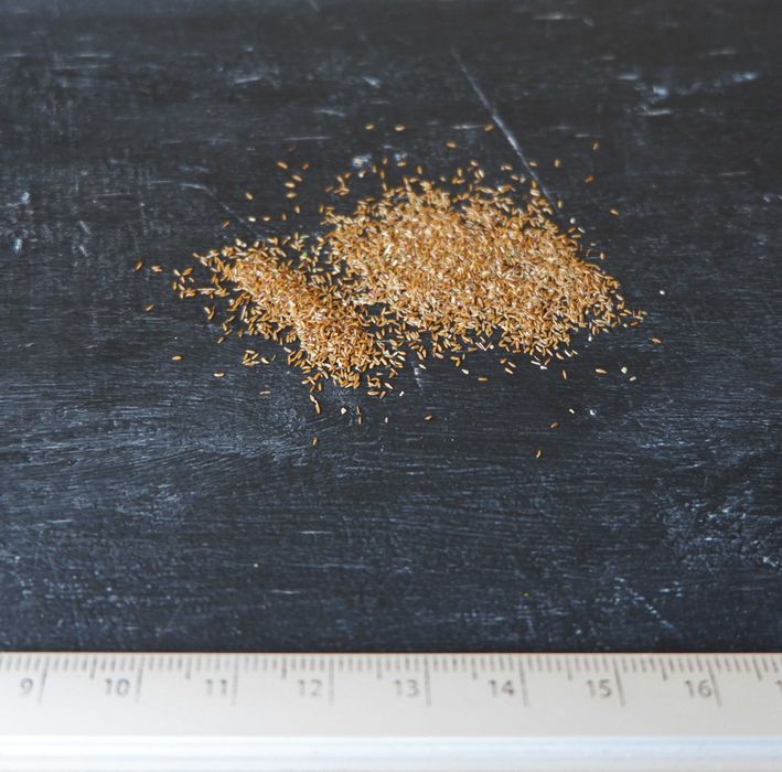 Іван-чай насіння (1500 шт)  кипрей вузьколистий копорській семена