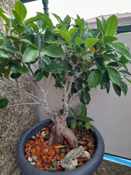 Catos e suculentas