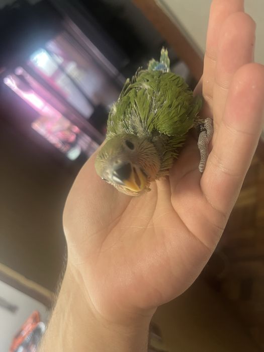 Agapornis roseicolis domesticados varias cores