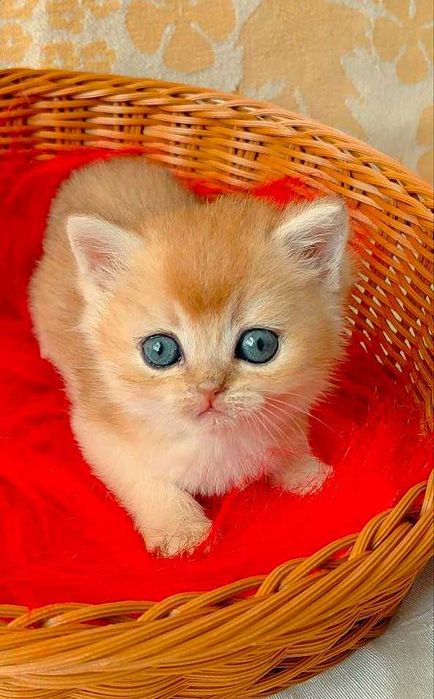 Шотландские котята (ЗОЛОТАЯ ШИНШИЛЛА)