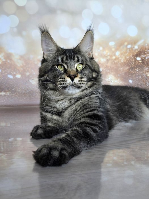 Великолепные мальчики мейн-куна