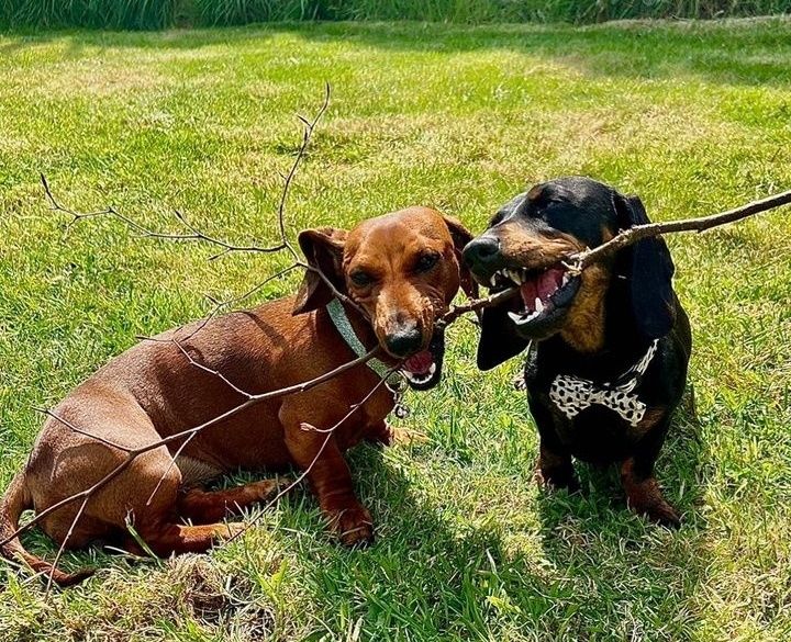 Таксята риженькі