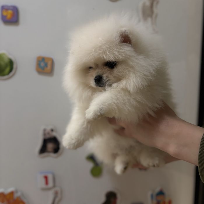 ляльковий Ведмедик хлопчик