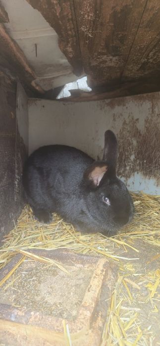 Sprzedam samice mieszańca waga 5 kg