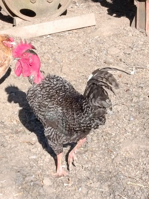 Kogutki młode sprzedam