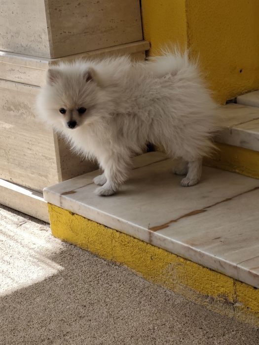 Spitz Alemão anão
