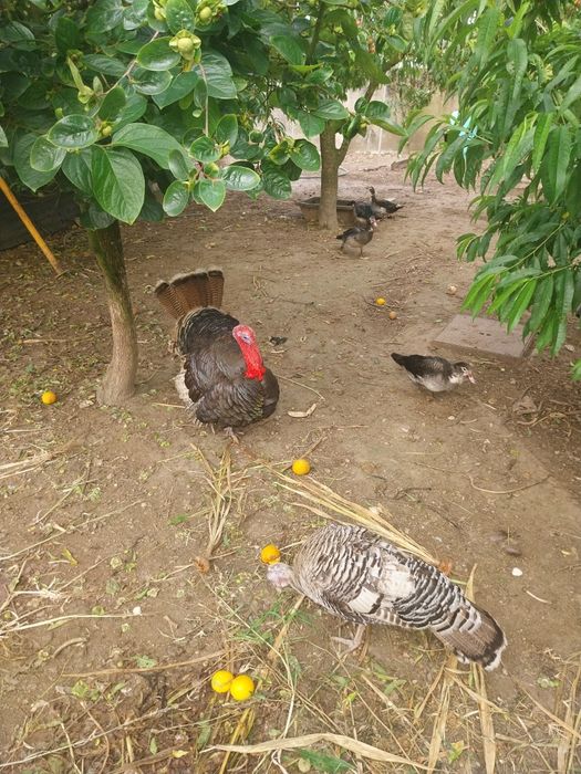 Vendemos patos grandes e pequenos