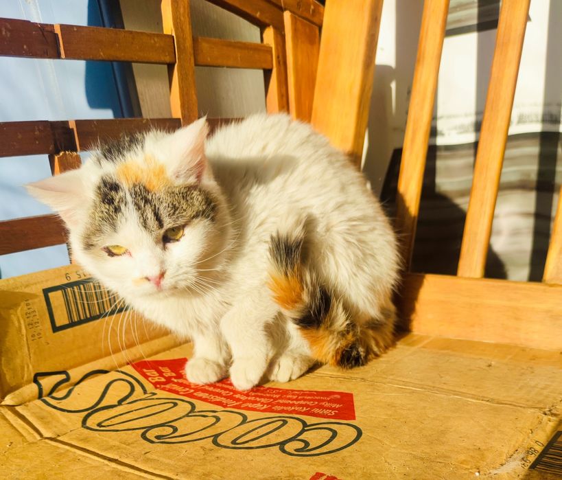 Кошеня дівчинка 8 місяців.