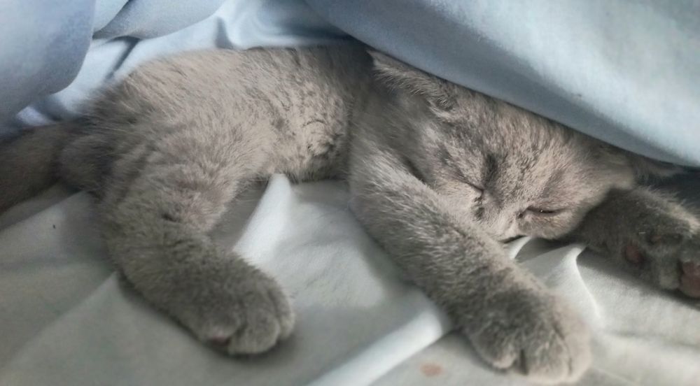 Британская кошечка