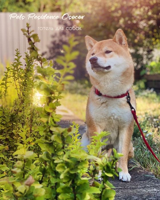 Перетримка собак в комфортних умовах. Приватна закрита територія.