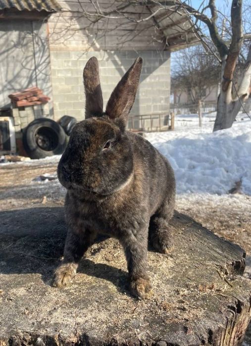 Кролики Рекс в окрасі гепард