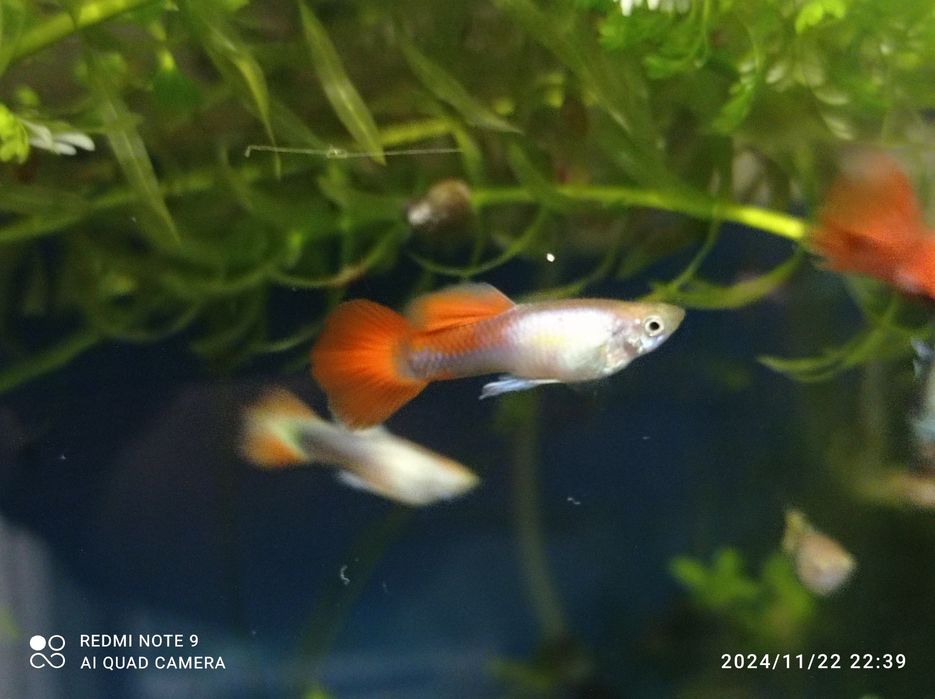 Guppys jovens e adultos