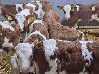 Sprzedam cielaki mięsne