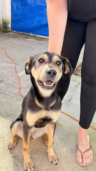 Cadela porte médio para adoção responsável