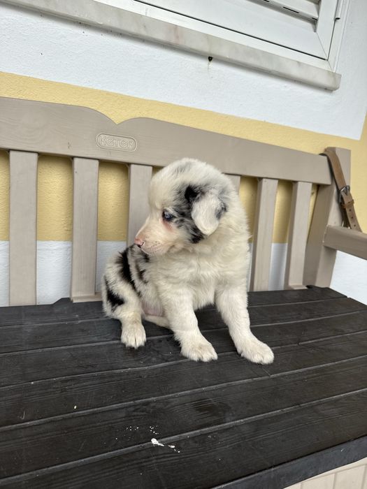 Border collie Merle com olhos azuis Macho