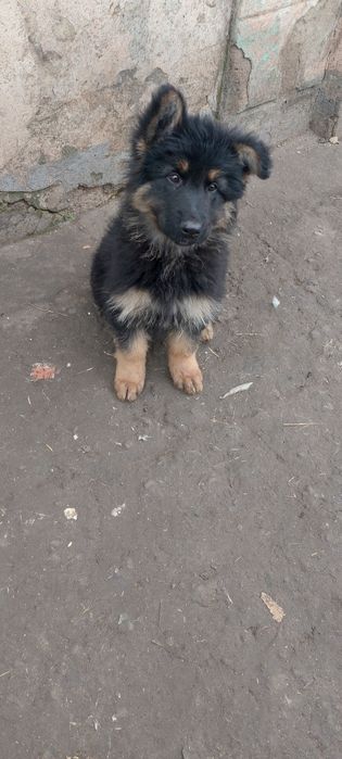 Довгошерстий підрощий німець на охорону