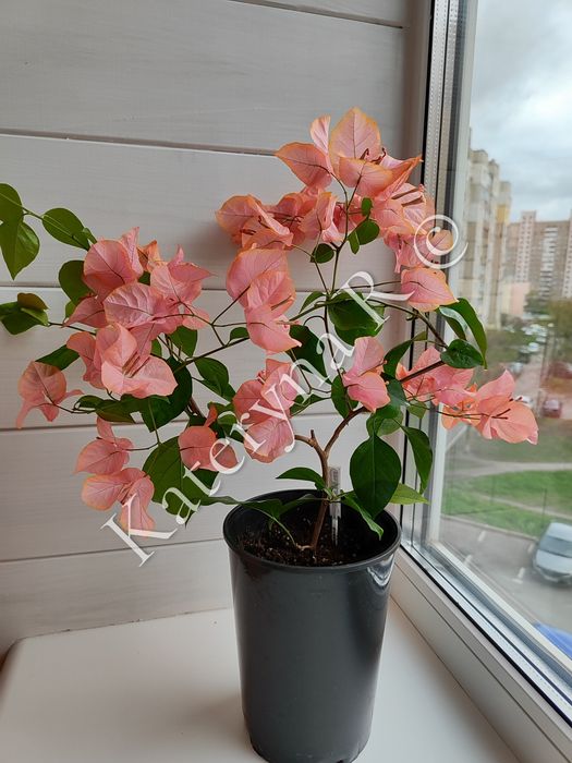 Бугенвілія Bois De Roses!!!