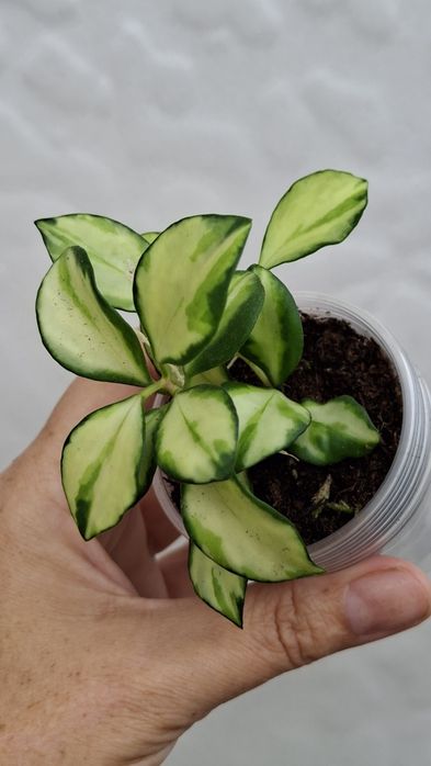 hoya heuschkeliana variegata