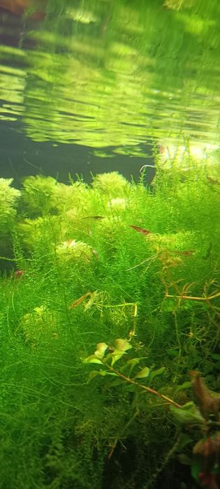 Rośliny z przycinki