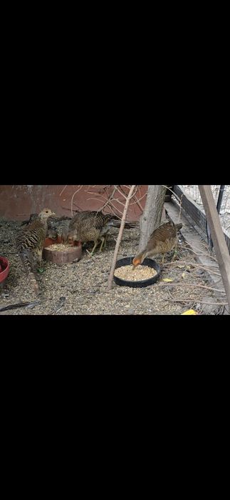 Bażanty złote z 25r