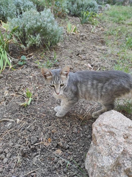 віддам безкоштовно котика