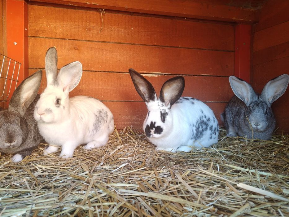 Sprzedam młode króliki