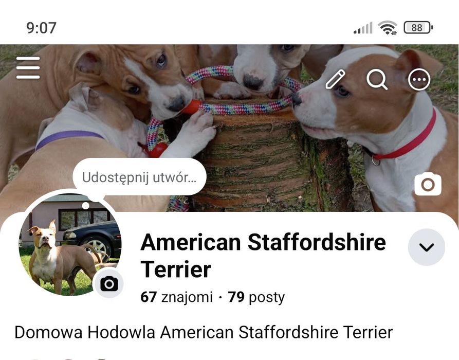 American Staffordshire Terrier