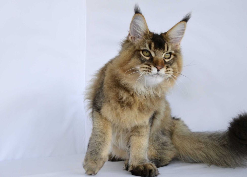 Мейн кун  . Мальчик Romeo 5 мес.