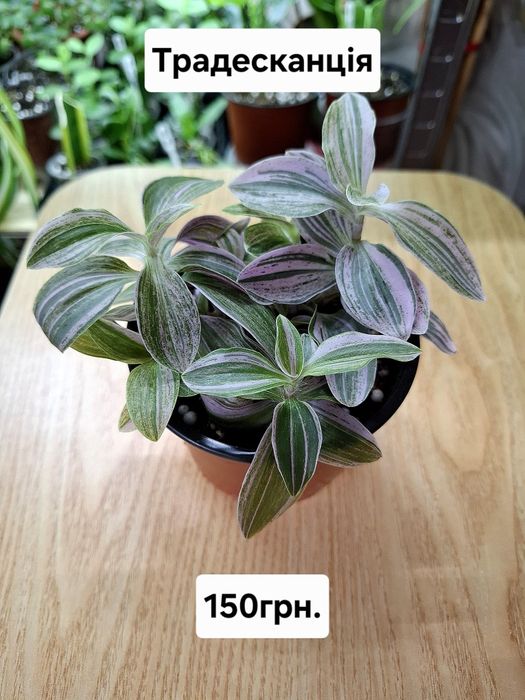 Кімнатні квіти, ціна підписана.