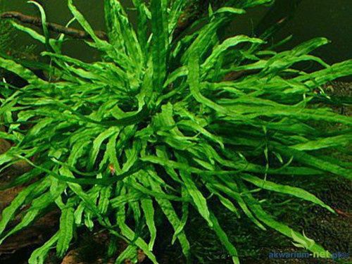 Roślina akwariowa Microsorum minor  Narrow