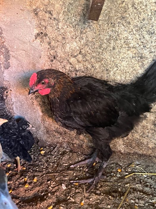 Frango jovem Maran