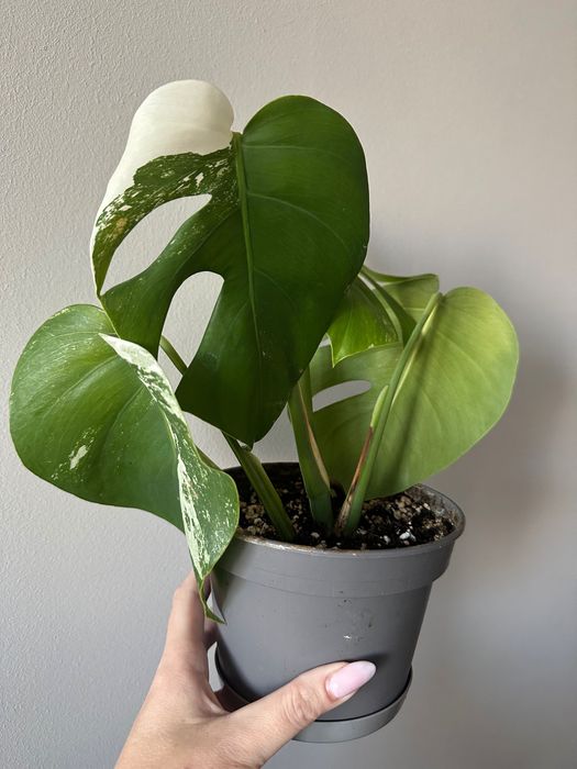 Monstera Variegata