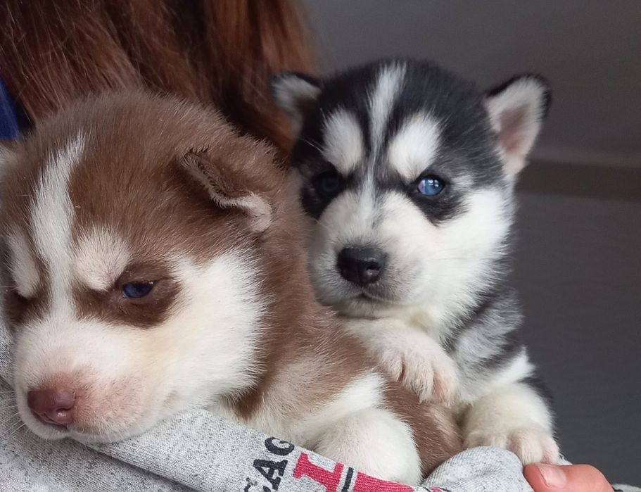 Щенята Сибірської Хаскі