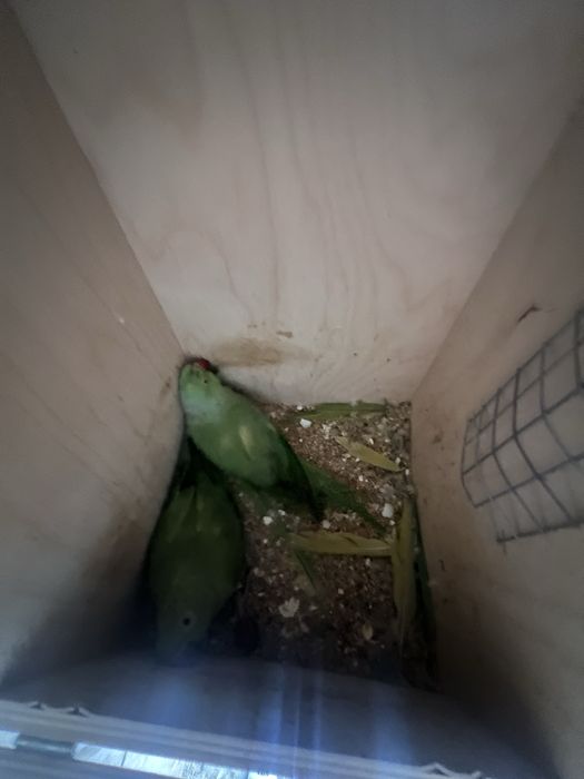 Casais de ring neck reprodutor