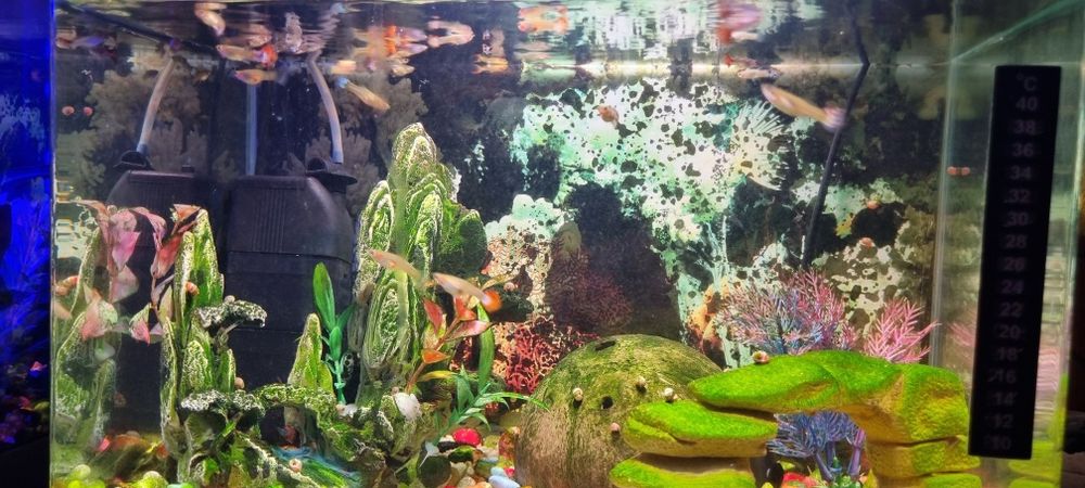 Guppys peixes de aquario