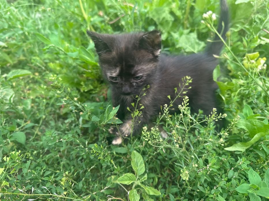 Котята в добрі руки