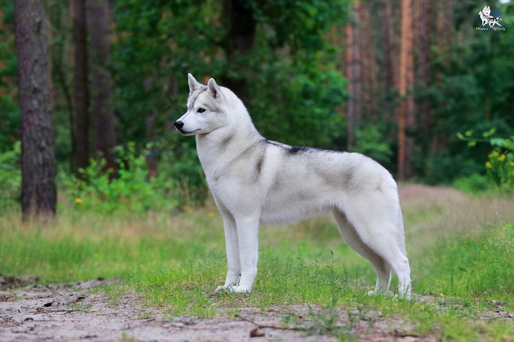 La Dam Latea FCI - Siberian Husky - szczeniak z rodowodem ZKwP