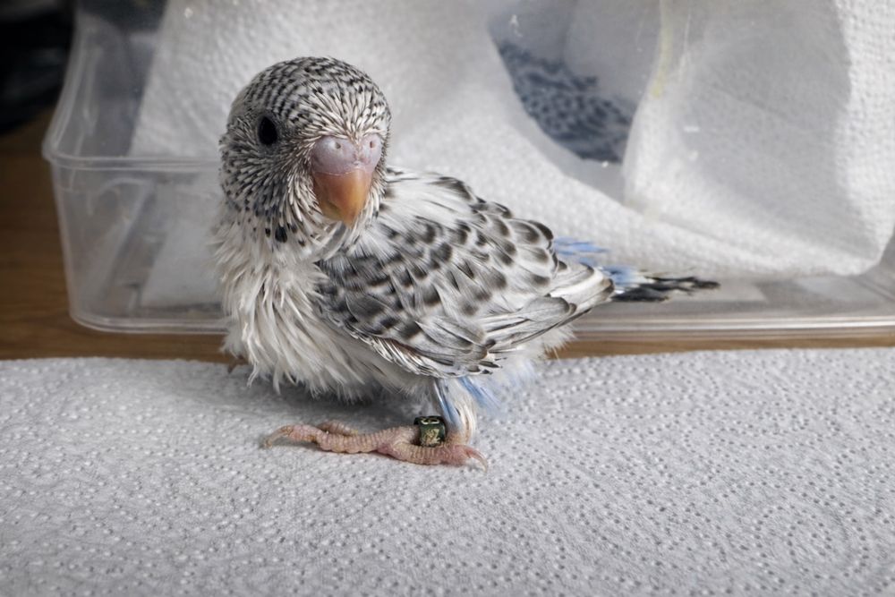 Teczowe papugi faliste oswojone