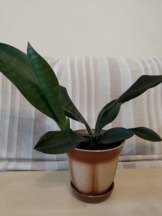 Сансев'єра Грандіс або сансевієрія вухо слона, плавнік кита.