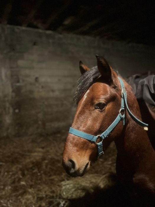 Garrano puro, muito manso