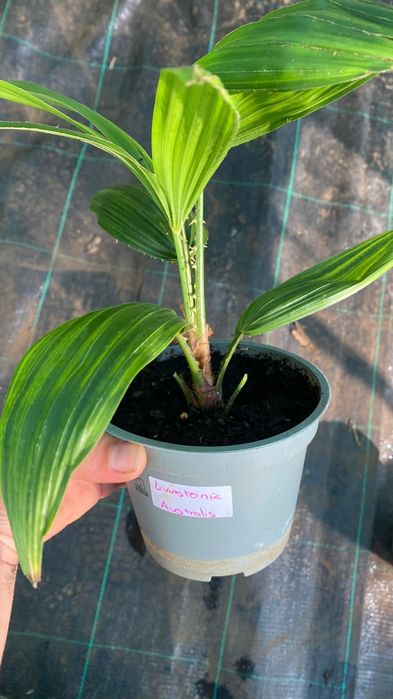 Palmeiras vários tipos