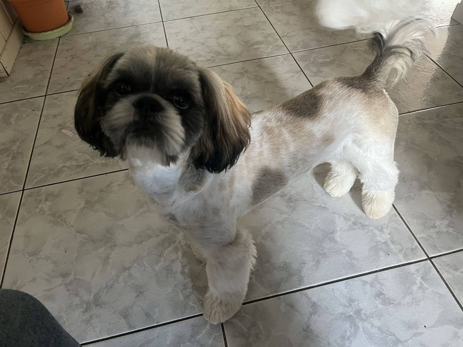 Shih Tzu – 6 miesięcy, piesek szuka nowego domu