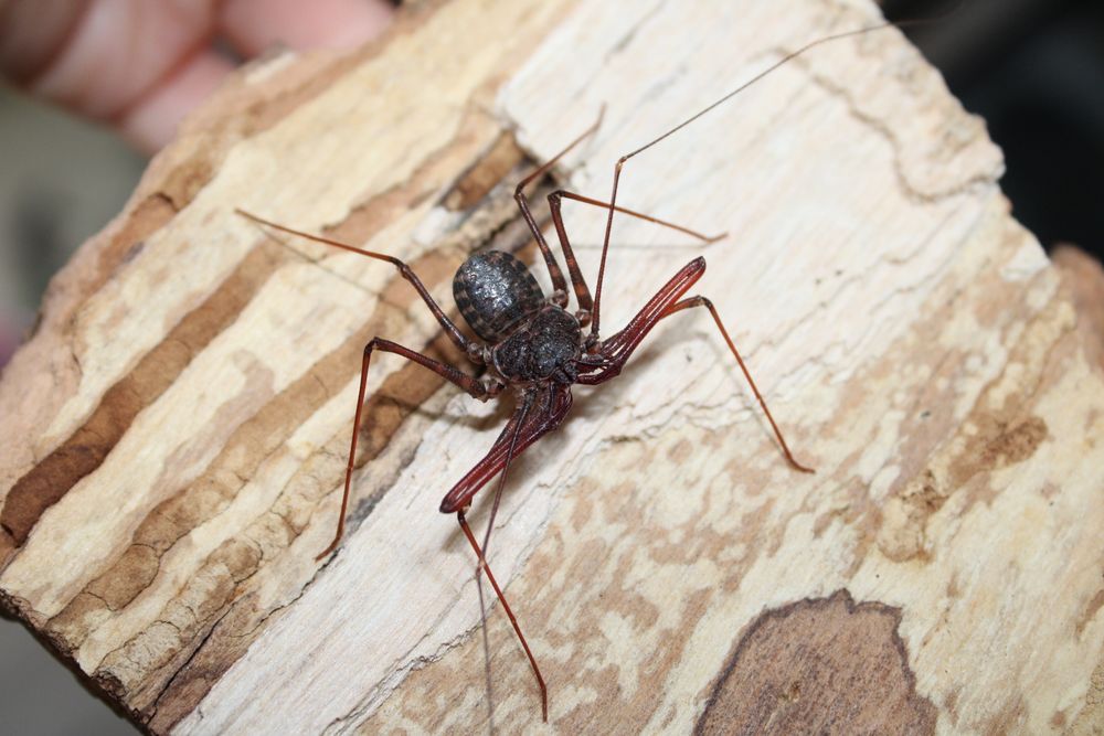 Amblypygi Euphrynichus bacillifer