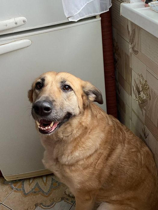 Пропала собака..