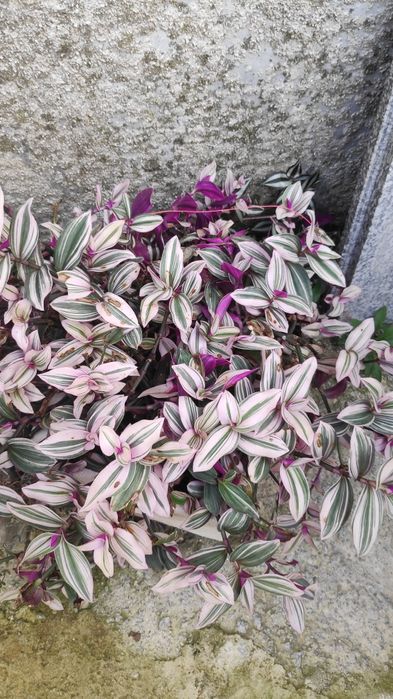 Tradescantia zebrina