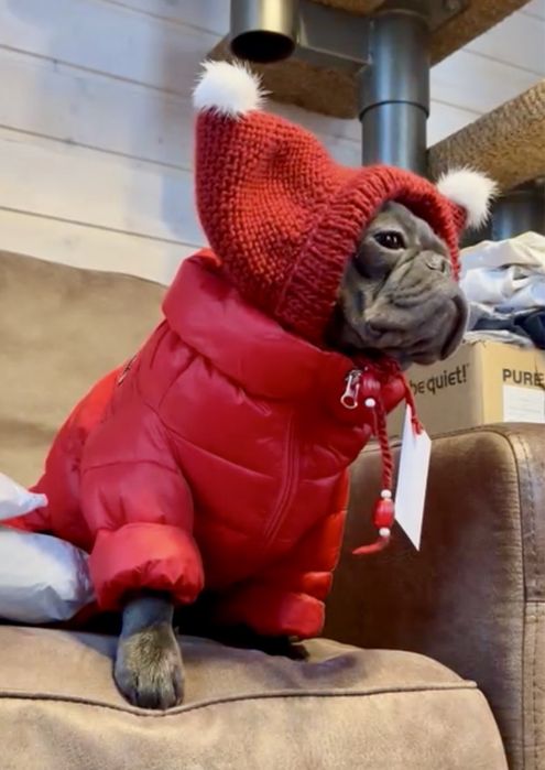 Шапка для собаки французского бульдога