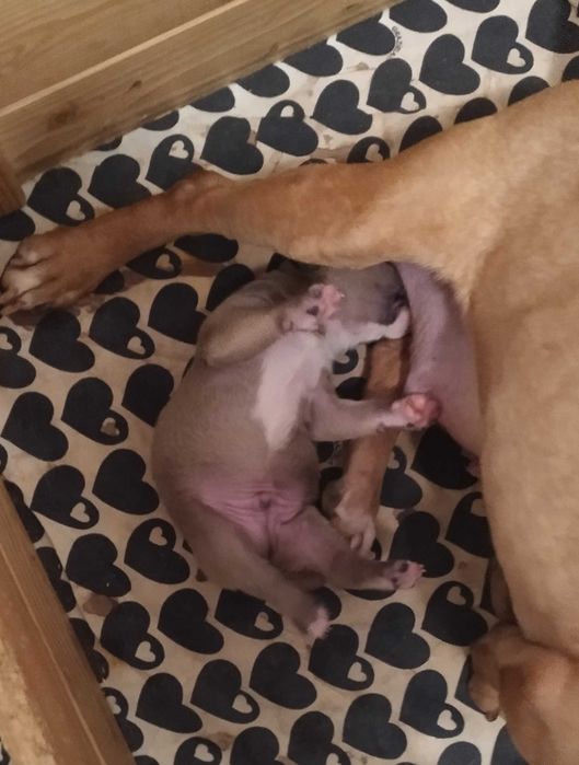 Bulterier miniaturowy szczeniak umaszczenie rude FCI/ZKwP