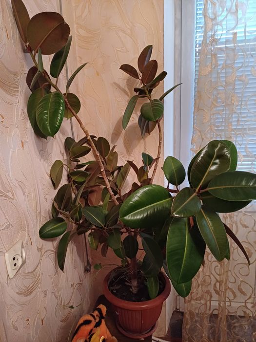 Продам  шикарный фикус.